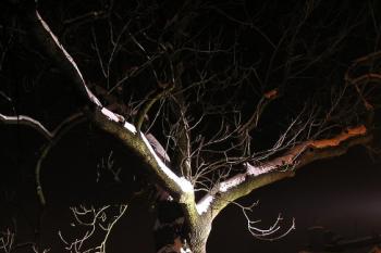 slavnostně nasvícený památný strom v zámeckém parku ( © Jan P. Štěpánek 01/2010)