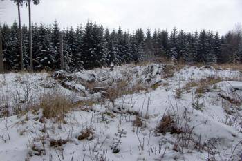 Západní část tvrziště ( © Roman Řezáč 02/2009)