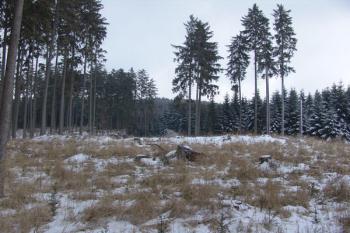 Celkový pohled od západu, tvrziště zaniká v okolním terénu ( © Roman Řezáč 02/2009)