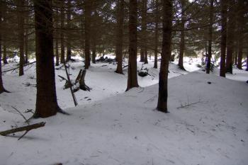 Příkop na sevrovýchodní straně zaniklé vsi ( © Roman Řezáč 02/2009)