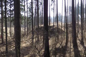  (© Michal Brůža, 03/2011)