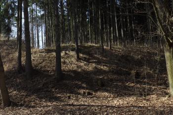  (© Michal Brůža, 03/2011)