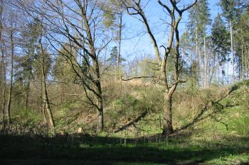 tvrziště od sv. (© D Dohňanský, 04/2016)