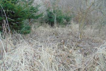 Na snímku nevýrazný, ale v reálu pořád znatelnýsev. val s možnou vstupní branou do hradního nádvoří (© Dušan Dohňanský  01/2022)