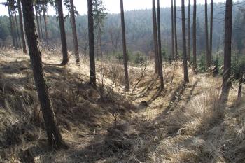  (© Michal Brůža, 03/2011)