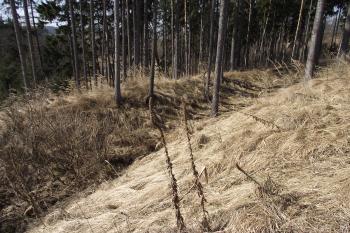  (© Michal Brůža, 03/2011)