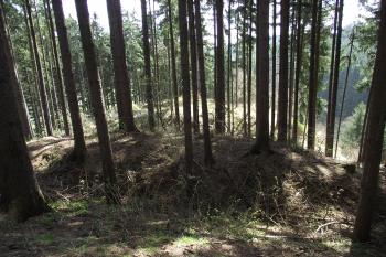  (© Michal Brůža, 04/2011)