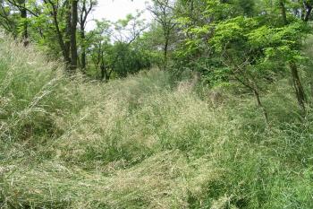 pohled přímo z příkopu,vlevo se nachází jádro ,vpravo předhradí (© D Dohňanský, 06/2014)