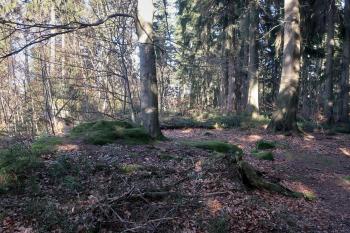 Hradisko-vrchol (© Jan Formánek 02/2024)