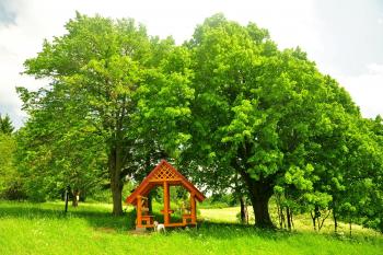 Vařákovy paseky-památné lípy (© Petr Belica  06/2019)