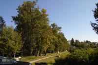 Královský rybník