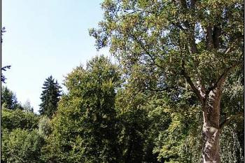 Malé nahlédnutí do nepřístupného zámecké zahrady ( © Petr Turyna 08/2005)