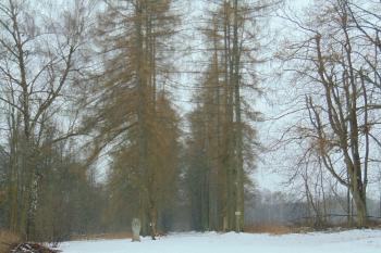 Modřínová zimní alej (© Dušan Dohňanský  01/2022)