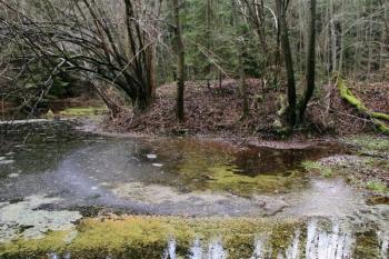 Tvrziště je dodnes chráněno rybníčkem ( © Filip Matoušek 12/2003)
