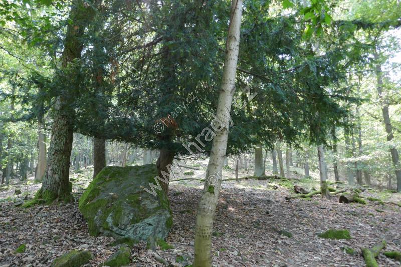 Přírodní rezervace Netřeb