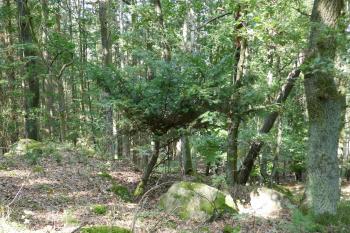  (© Pavel Semple 09/2023)