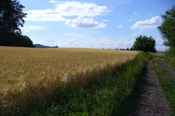 Cesta na Kumburk - v pozadí vlevo silueta Kumburku z cesty od Nové Paky (© Pavel Jarý, 07.08.2008)