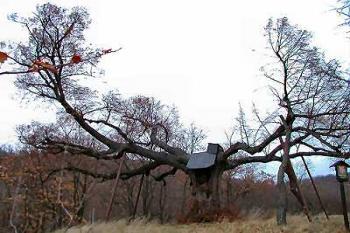 chráněný strom v jádru tvrziště ( © Pavel Zany Komárek 12/2003)