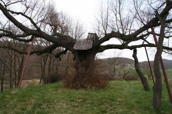 Plocha tvrziště s chráněným stromem ( © Petr Nožička 04/2010)