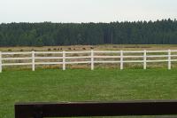 Bison Ranch