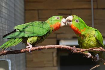 papouščí zoo (© Jiří Hora 04/2018)