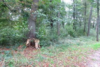 Tvrziště v obci Chotovice u Nového Boru. (© Pavel Vítek  10/2025)