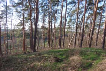 hradiště Hornice (© roman 03/2024)