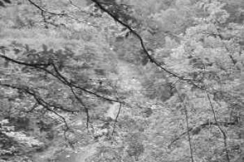 Pohled do údolí Oslavy. (2003 ©Martin Zdrůbek)