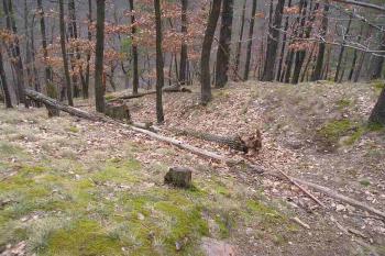  (© pavel kořinek, 03/2008)