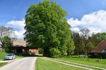 Bratrská lípa (© Miroslav Šmeral 04/2025)