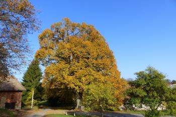 Bratrská lípa (© Vlad. Hovorka 10/2017)