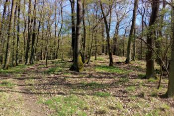 plošina hradiště (© Stanislav Drda 04/2026)