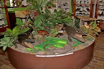 exponáty přírodovědné sbírky muzea (© Pavel Zany Komárek 08/2012)