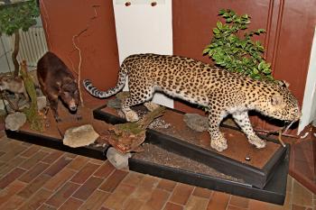 exponáty přírodovědné sbírky muzea (© Pavel Zany Komárek 08/2012)