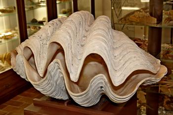 exponáty přírodovědné sbírky muzea (© Pavel Zany Komárek 08/2012)