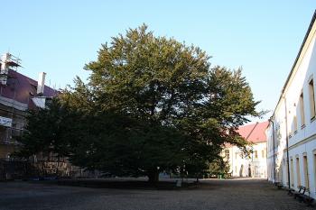 Památný buk lesní stříhanolistý na nádvoří zámku (© Ivan Grisa, 09/2008)