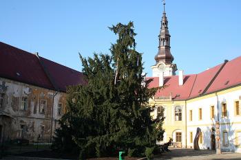Samičí tis červený na zámeckém nádvoří (© Ivan Grisa, 09/2008)