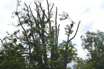Strom v zámeckém parku (© Lenka Martinková 06/2006)