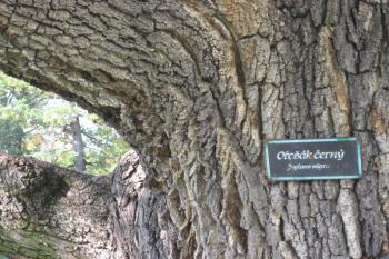Kravaře (© Zdeněk Susa, 09/2008)