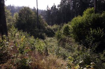 Mohutný příkop na severu ( © Iva Spurná 27.9.2009)