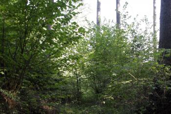 Příkop na jihu ( © Iva Spurná 27.9.2009)