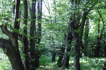 Habrová alej vedoucí od bývalé brány do areálu až k samému zámku ( © Jan P. Štěpánek 07/2007)