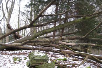  (© Zdeněk Susa, 12/2007)