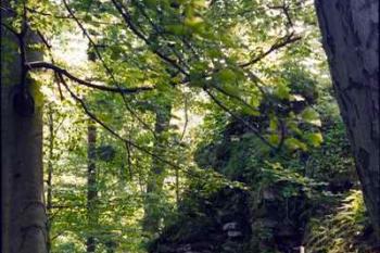 Nístějka (2003 ©Jiří Marounek)
