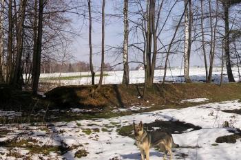 Pohled na valy tzv. předhradí ( © Jan P. Štěpánek 03/2007)