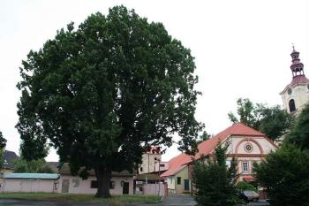 Památný dub, jižní část zámeckého dvora a kostelní věž (© Ivan Grisa, 07/2008)