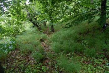 sapa ( © Jan Večeřa 05/2015)