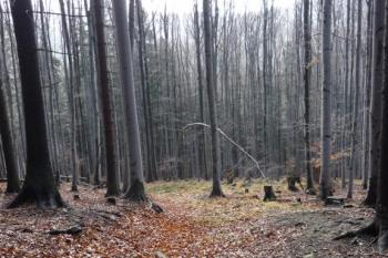 Obřany - stará hradská cesta vedoucí přímo k hradu. (© Karel Světlík, 12/2012)