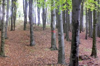 Pohled na areál hradu od jihu ( © Jan P. Štěpánek 10/2007)
