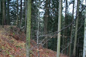 Příkop předhradí (© Petr Nožička, 12/2008)